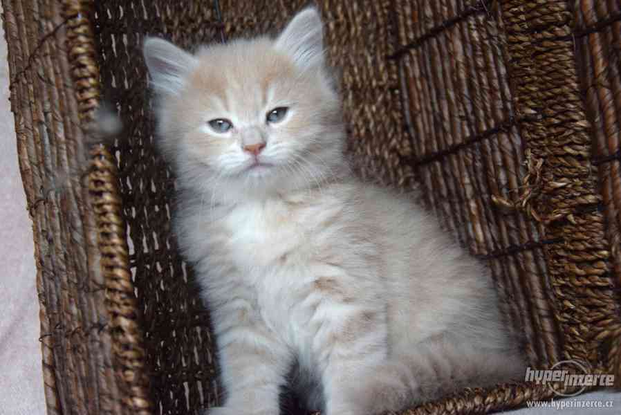 CHS zadá nádherná sibiřská koťátka - foto 5
