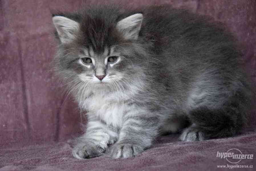 CHS zadá nádherná sibiřská koťátka - foto 6