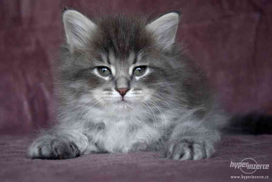 CHS zadá nádherná sibiřská koťátka - foto 7