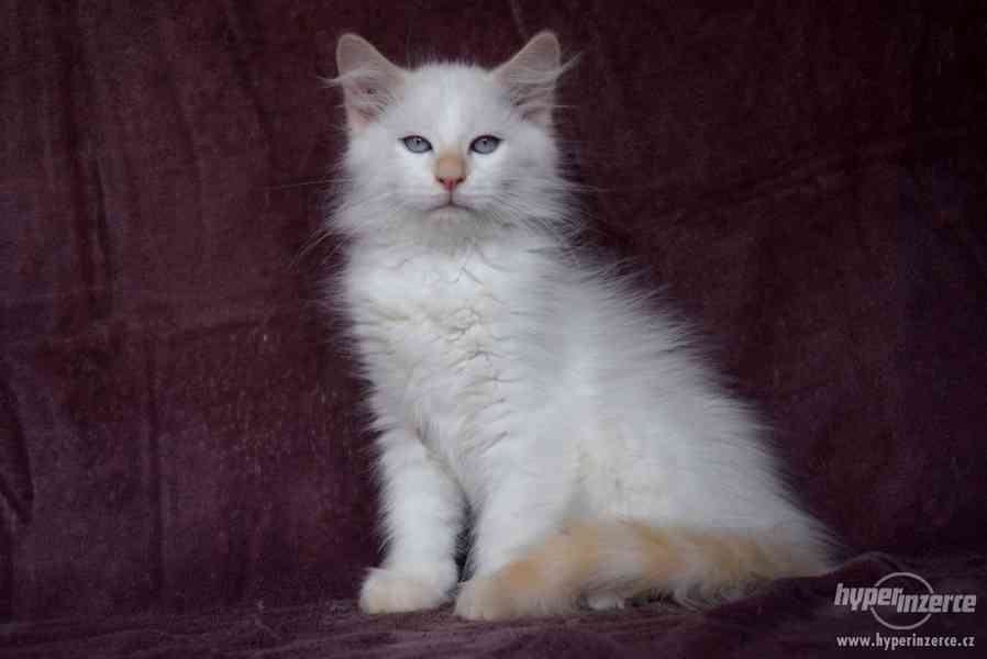 CHS zadá nádherná sibiřská koťátka - foto 8