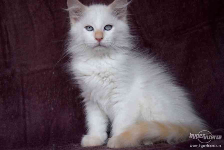 CHS zadá nádherná sibiřská koťátka - foto 9