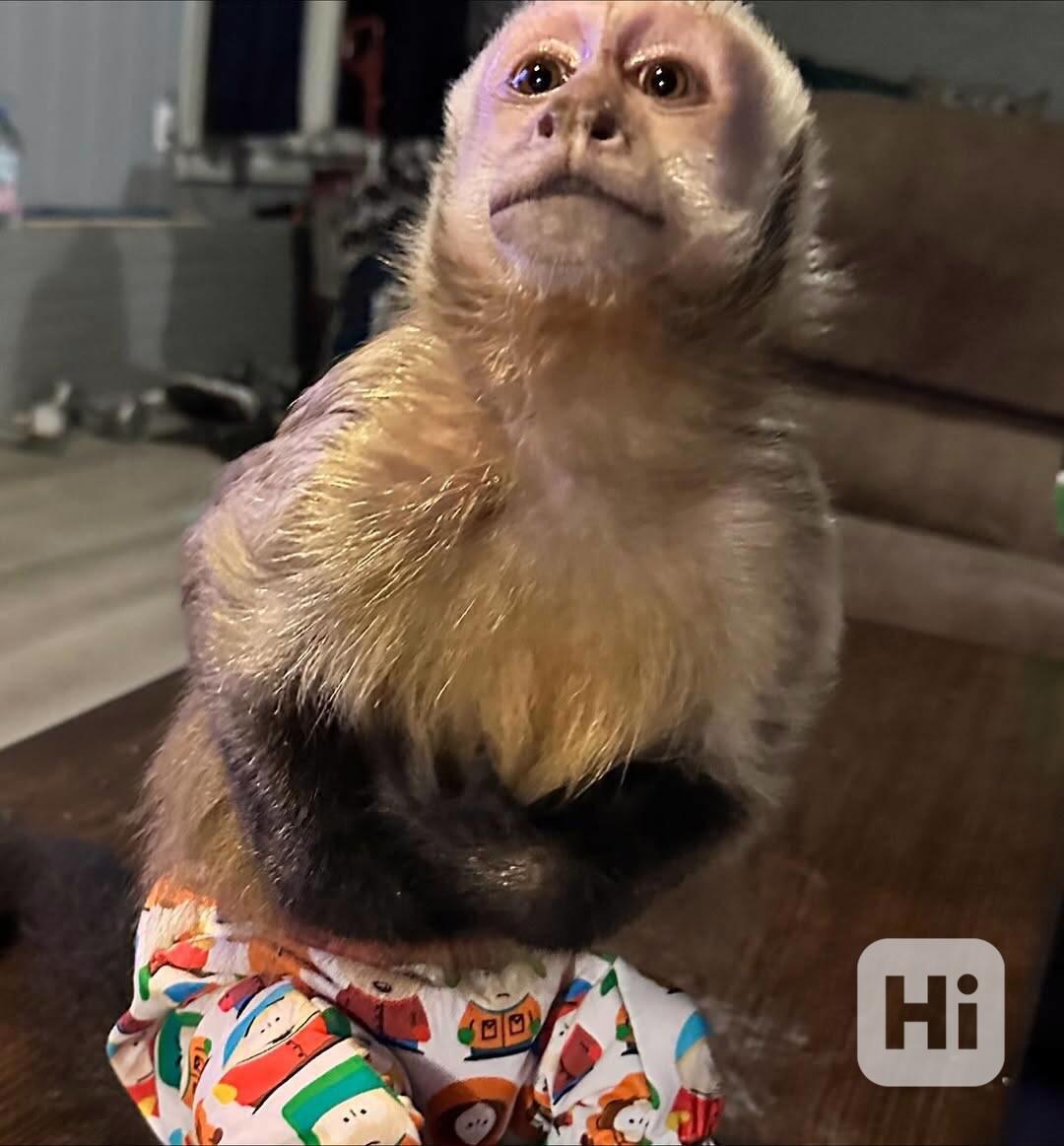  Samec a samice mláďat kapucínských opic - foto 1