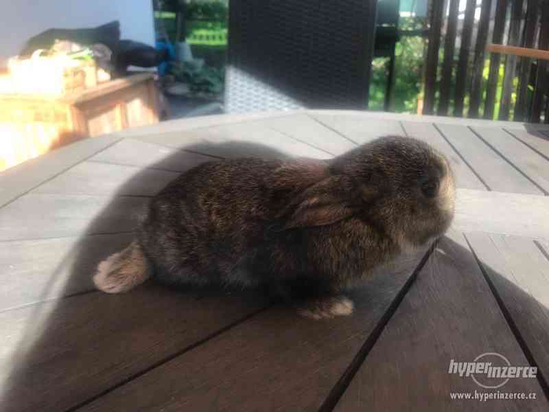 Zakrslý králík beran beránek - foto 2