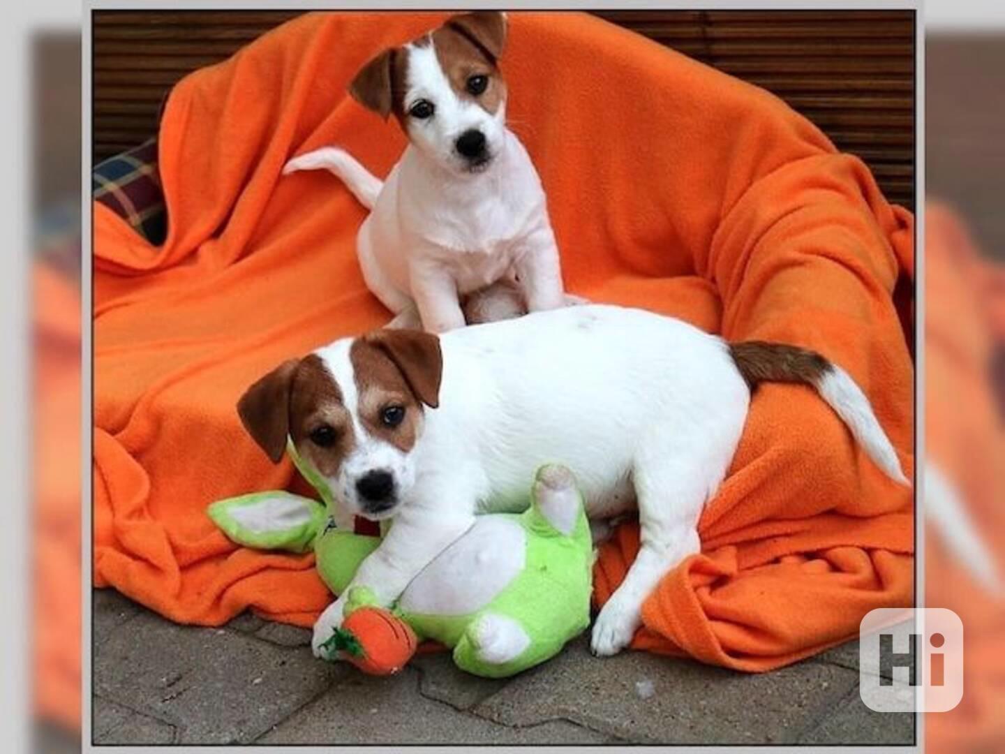 Jack russell terier s pp - foto 1