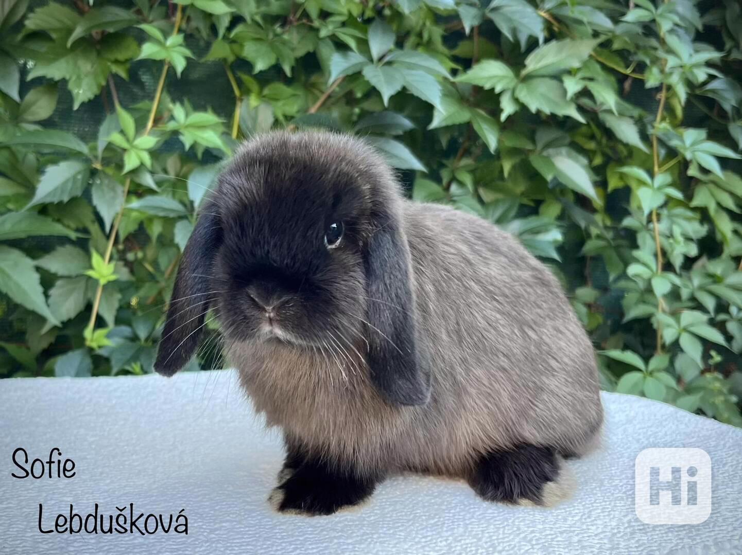 mláďata plemene MINILOP s VP - Praha - foto 1