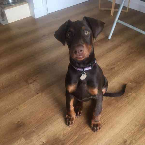Doberman PUPPIES - foto 1