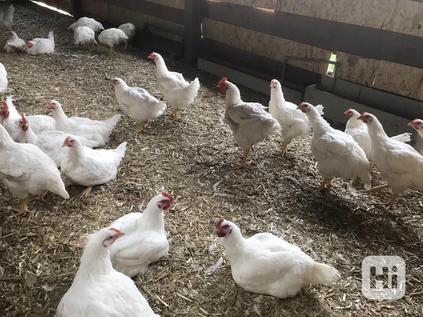 Prodej kuřat brojlerů - foto 1