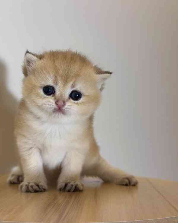 Děsivý Koťátka a samice skotského foldu k adopci zdarma - foto 1