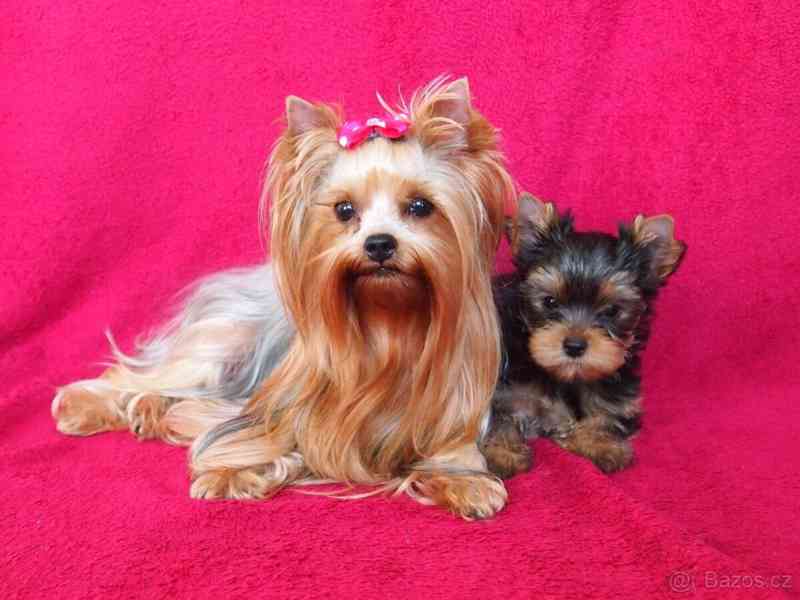 Štěňata Yorkshire k adopci - foto 2