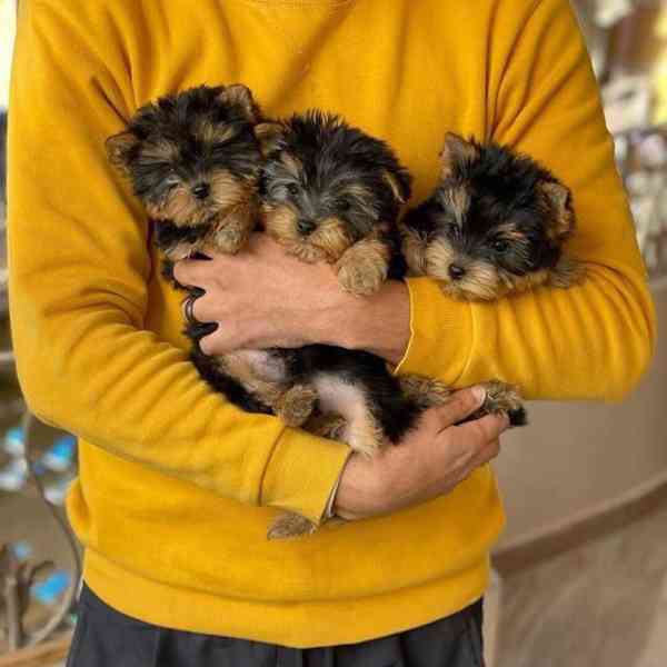 Štěňata Yorkshire k adopci - foto 3