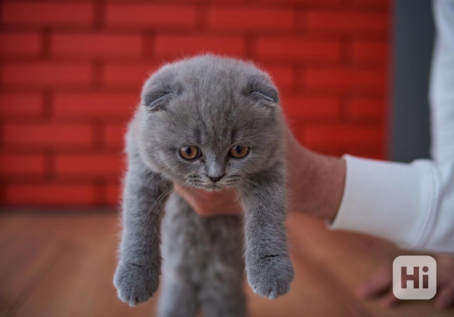 Britská krátkosrstá koťata - foto 1