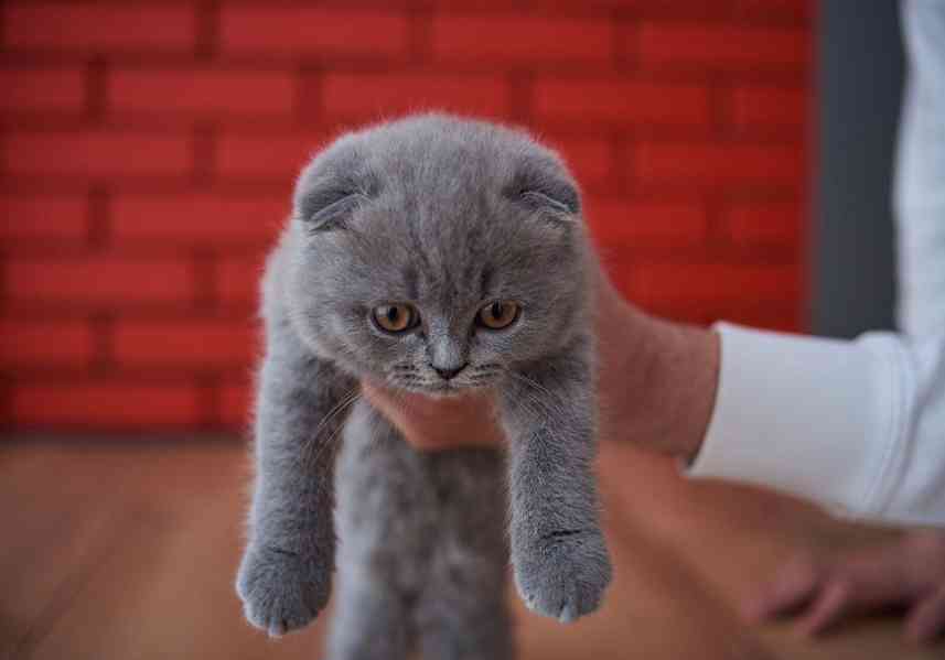 Britská krátkosrstá koťata - foto 1