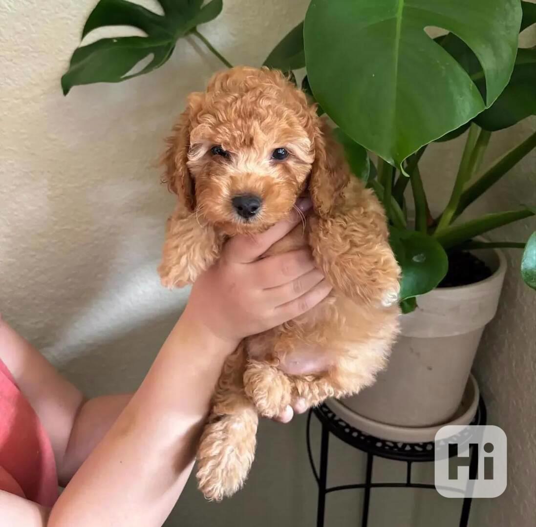 Nejroztomilejší štěňátka k odběru!!  - foto 1