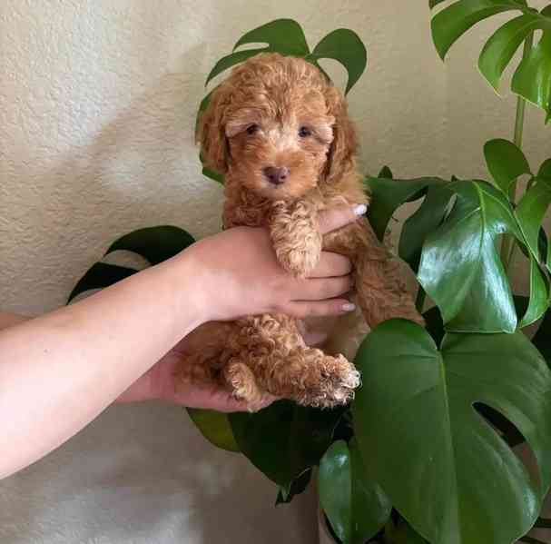 Nejroztomilejší štěňátka k odběru!!  - foto 2