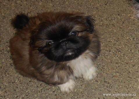 Pekinéz štěně s PP - foto 1