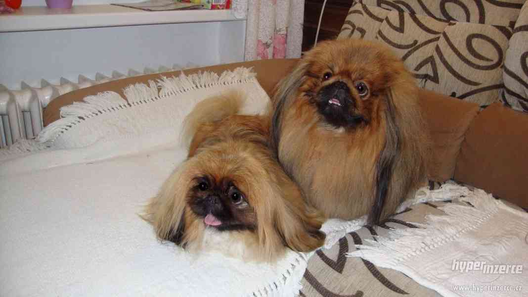 Pekinéz štěně s PP - foto 2