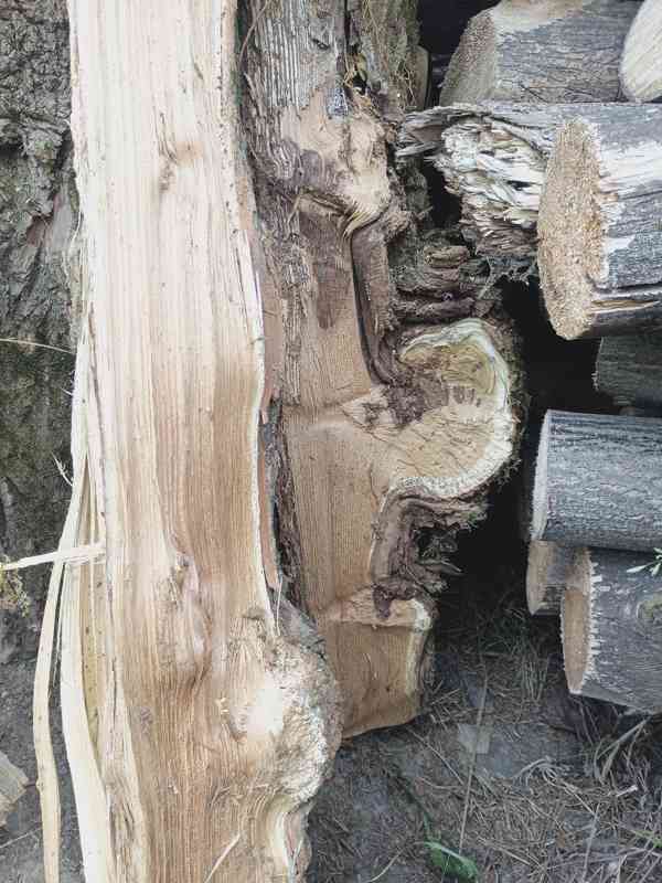 Akát s vyjímečnou boulovitosti - foto 5