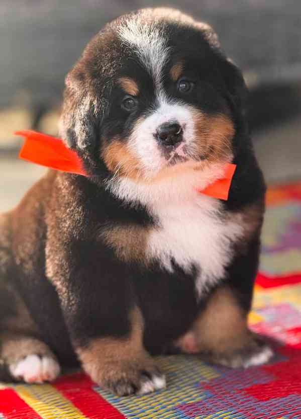 Pejsek a fena bernského salašnického psa - foto 2