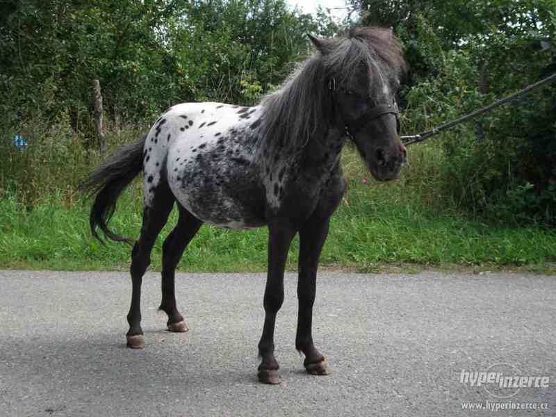 MINIAPPALOOSA  - hřebeček - foto 1