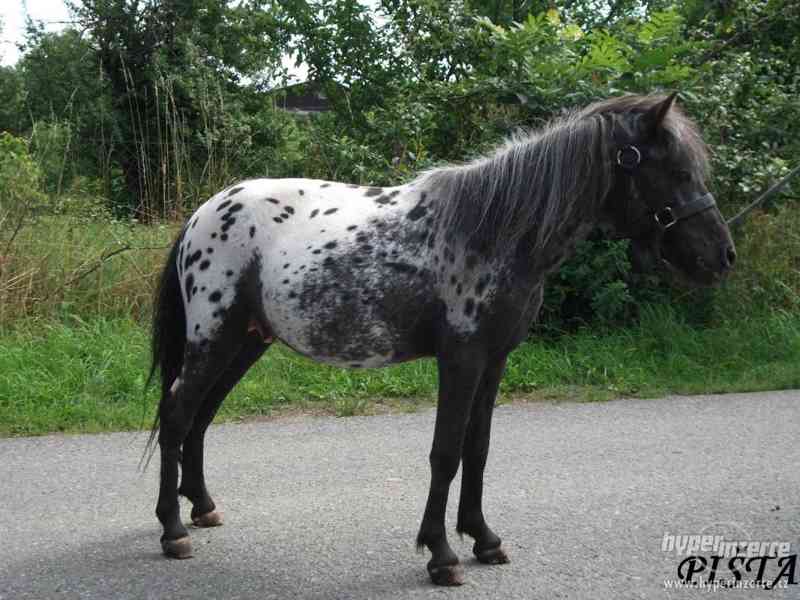 MINIAPPALOOSA  - hřebeček - foto 2