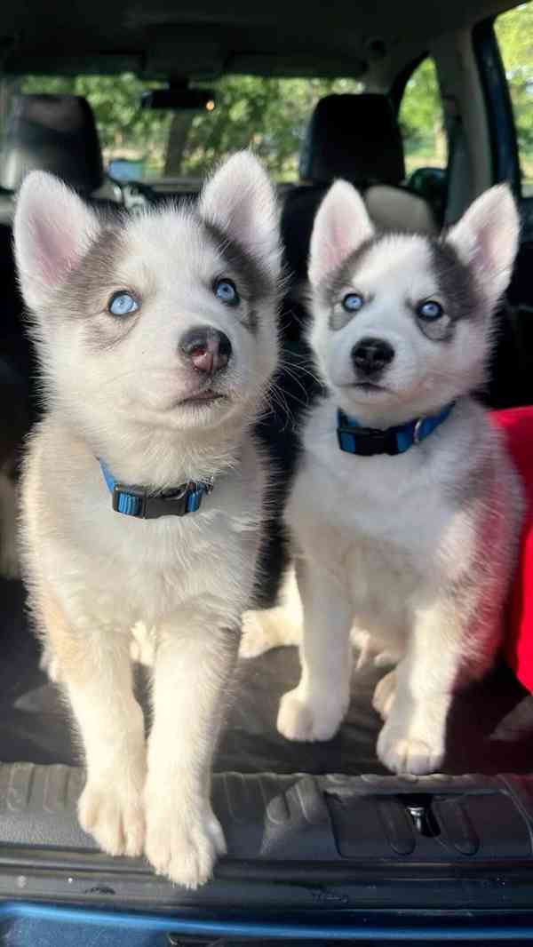 Zdarma dárek štěňata sibiřského huskyho k adopci  