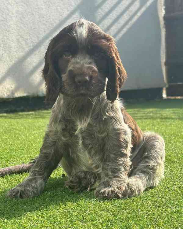 Critter cocker spaniel  - foto 3