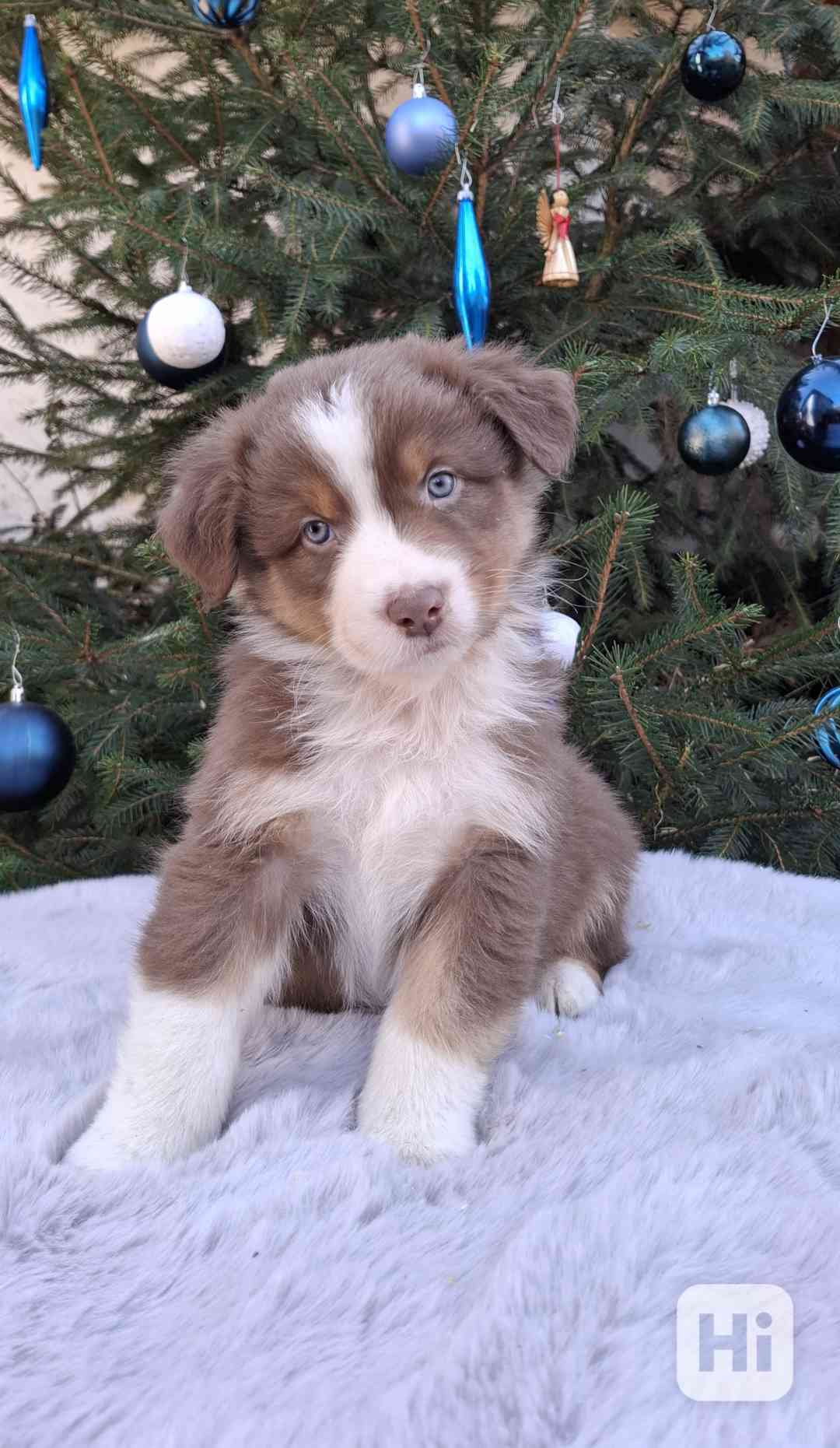 Australský ovčák s PP  - foto 1