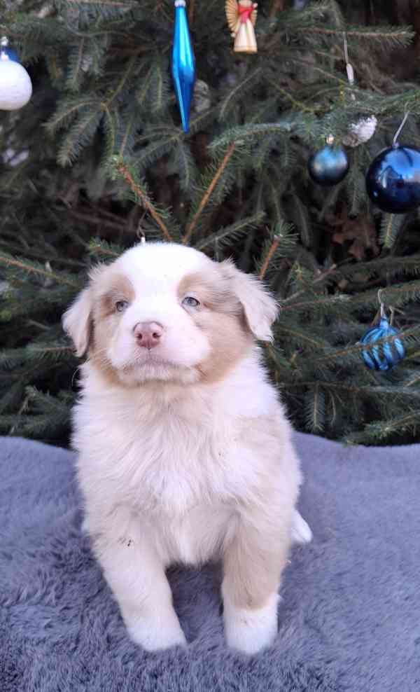 Australský ovčák s PP  - foto 10