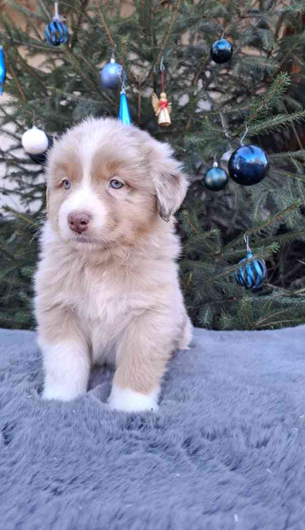 Australský ovčák s PP  - foto 4