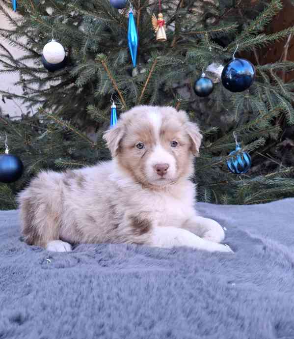 Australský ovčák s PP  - foto 5