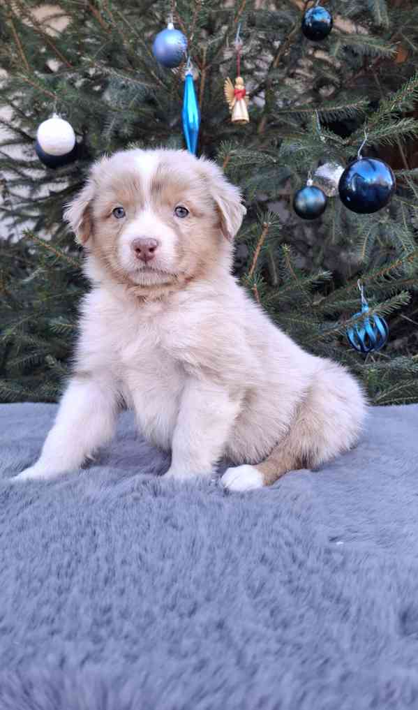 Australský ovčák s PP  - foto 6