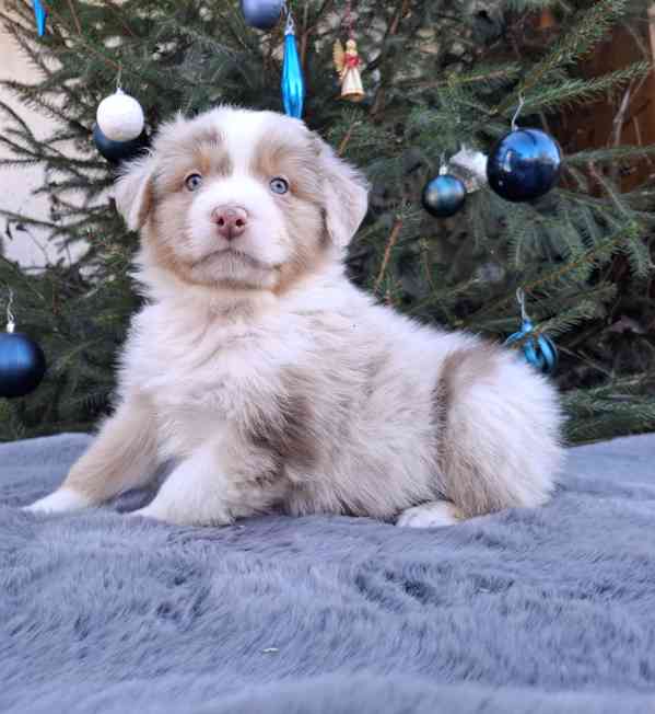 Australský ovčák s PP  - foto 3