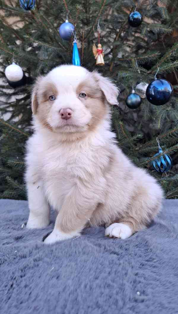 Australský ovčák s PP  - foto 7