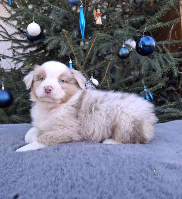 Australský ovčák s PP  - foto 8