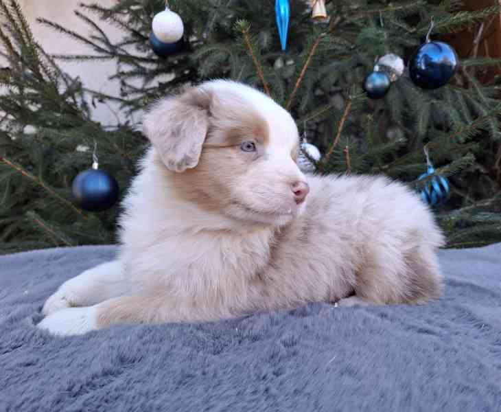 Australský ovčák s PP  - foto 9