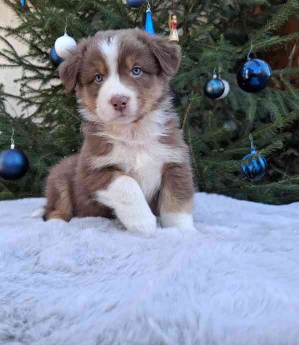 Australský ovčák s PP  - foto 2