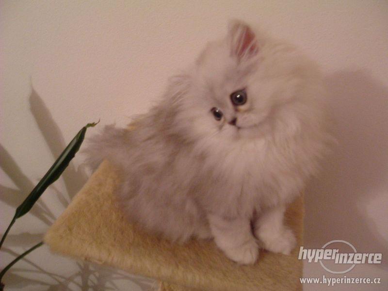 Perská činčila - foto 1