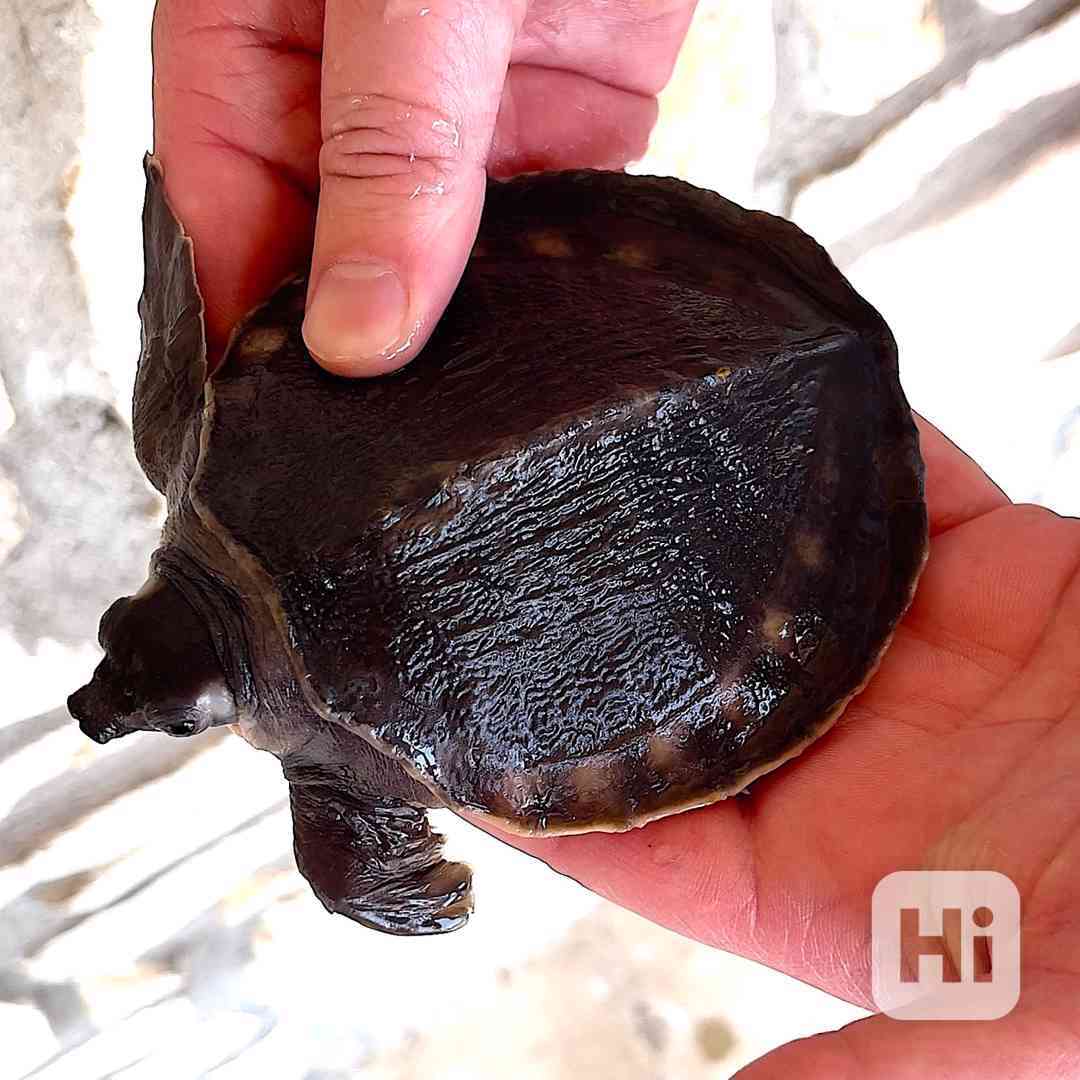 Karetka novoguinejská (Carettochelys insculpta) na prodej - foto 1