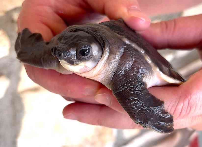 Karetka novoguinejská (Carettochelys insculpta) na prodej - foto 2