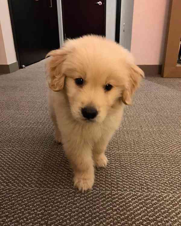 Štěňata zlatého retrívra k adopci - foto 4