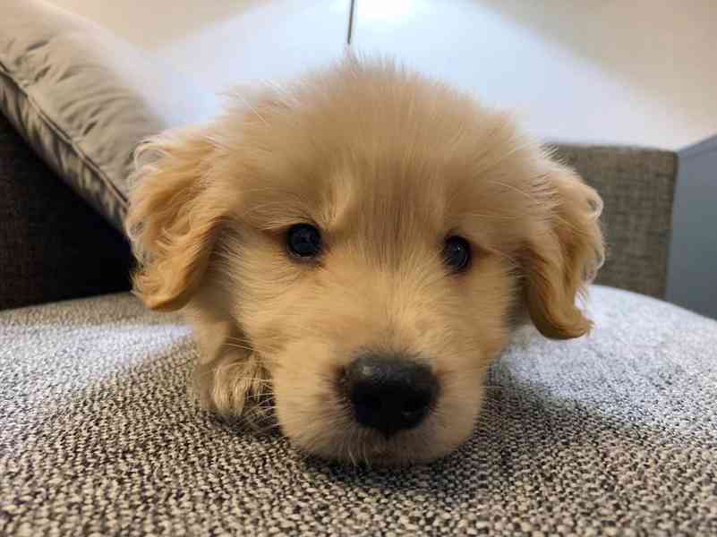 Štěňata zlatého retrívra k adopci - foto 6