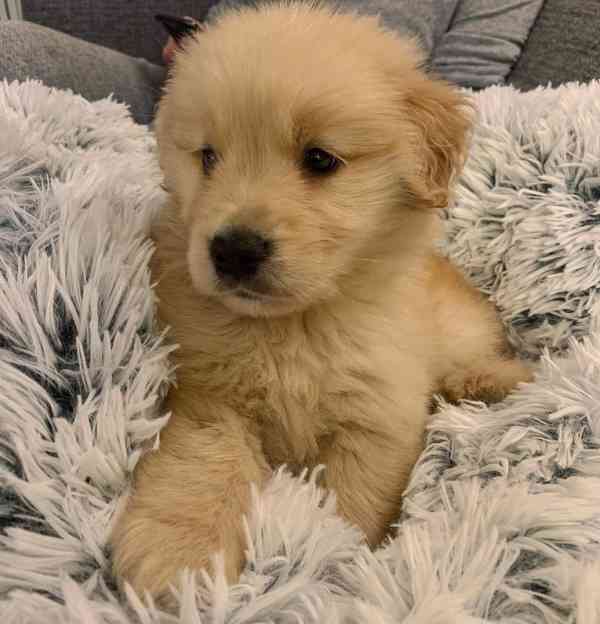 Štěňata zlatého retrívra k adopci - foto 3