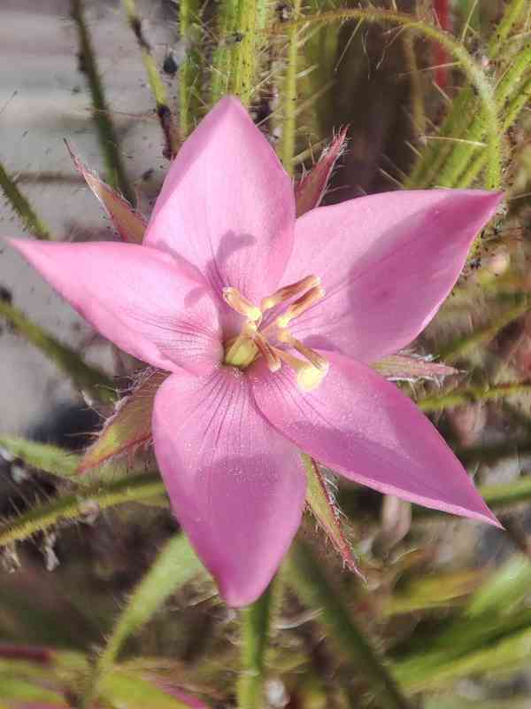 Unikátní (ne)masožravá rostlina Roridula gorgonias - foto 4