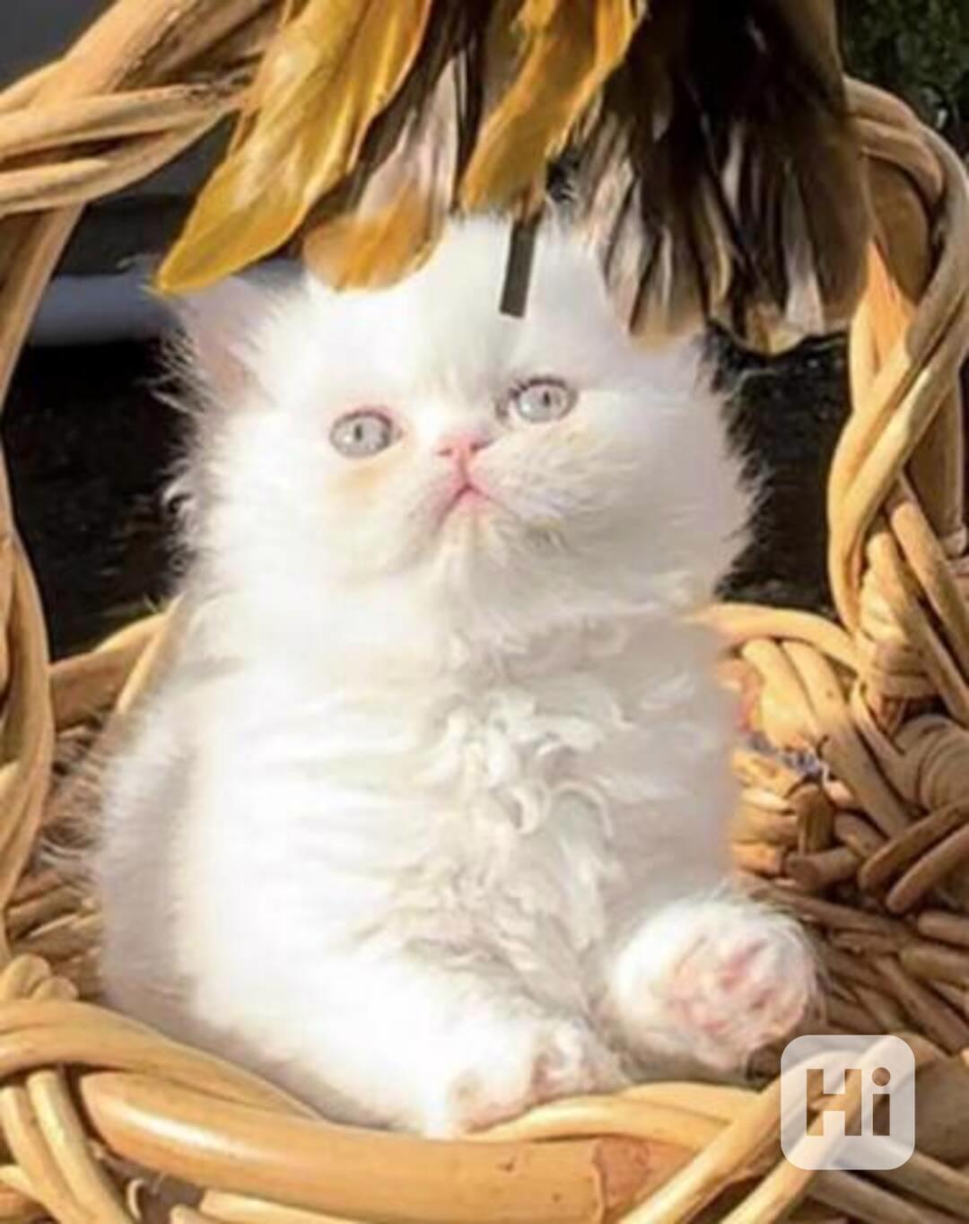 perská koťata k adopci - foto 1