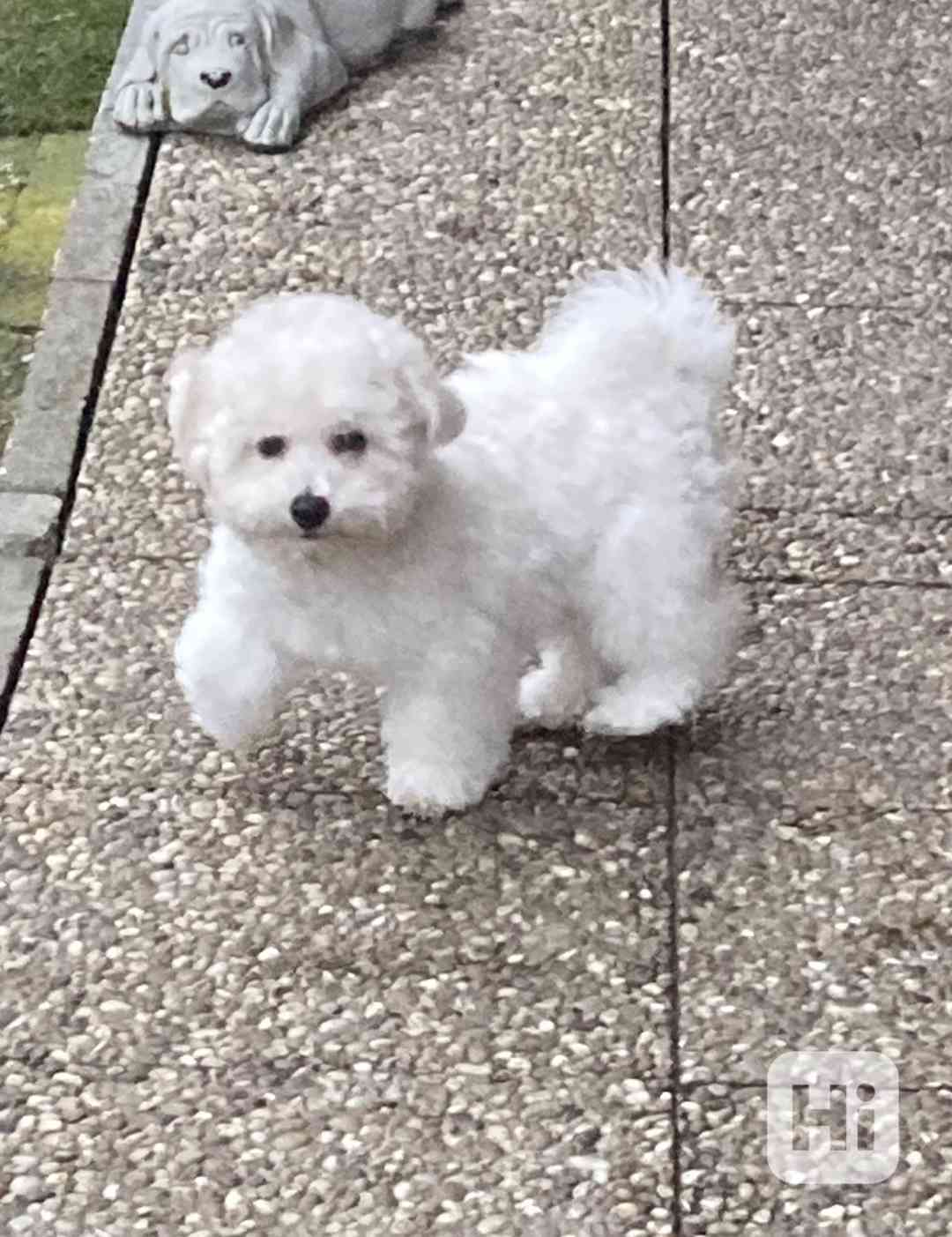 Bišonek s PP - foto 1