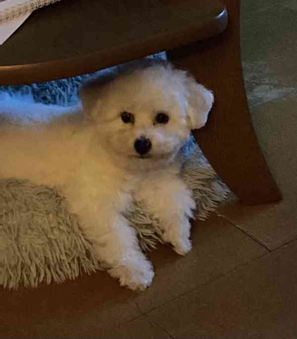 Bišonek s PP - foto 4