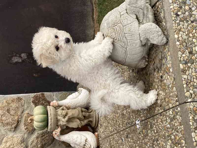 Bišonek s PP - foto 3