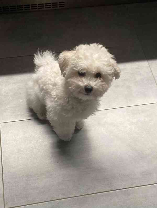 Bišonek s PP - foto 2