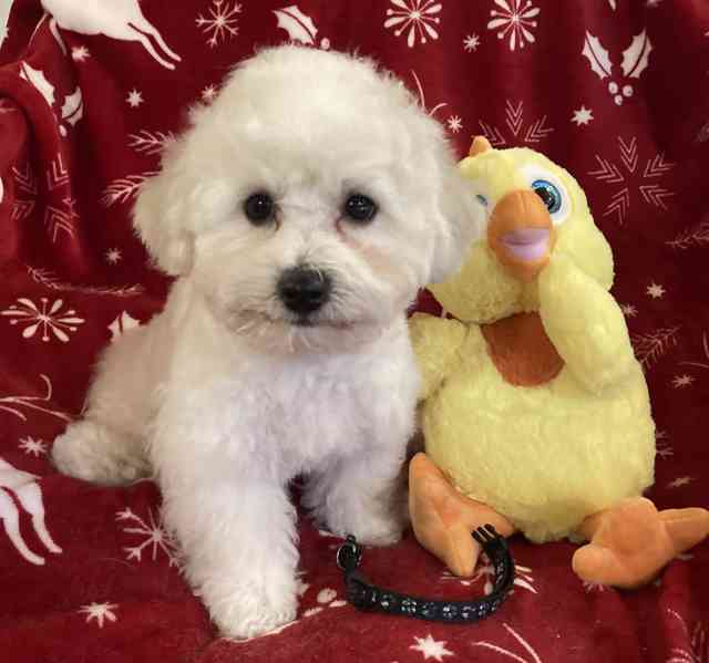 Bišonek s PP - foto 5