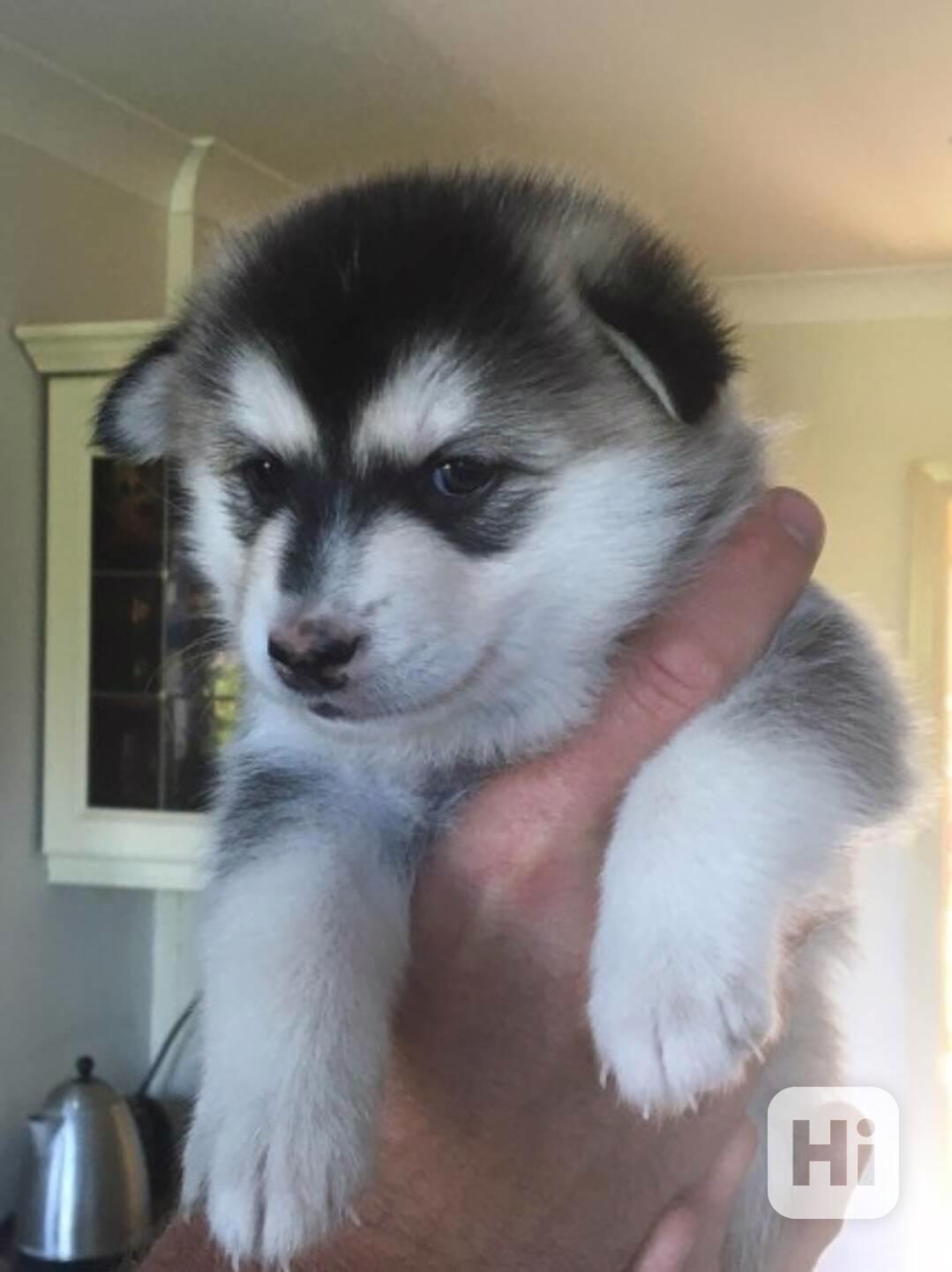 Dobře vycvičená čistokrevná štěňata Pomskyho, samec a samice - foto 1